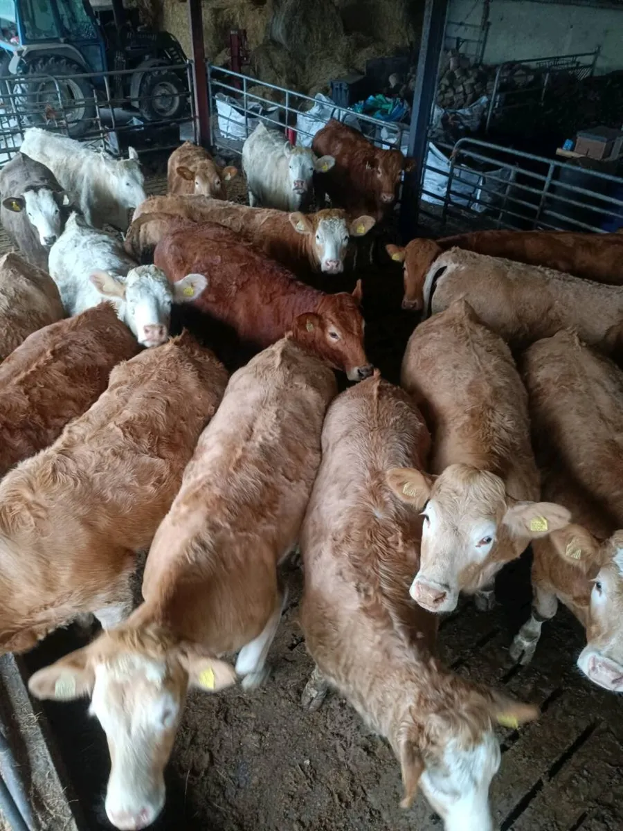 Heifers Charolais/limousin Heifers - Image 1