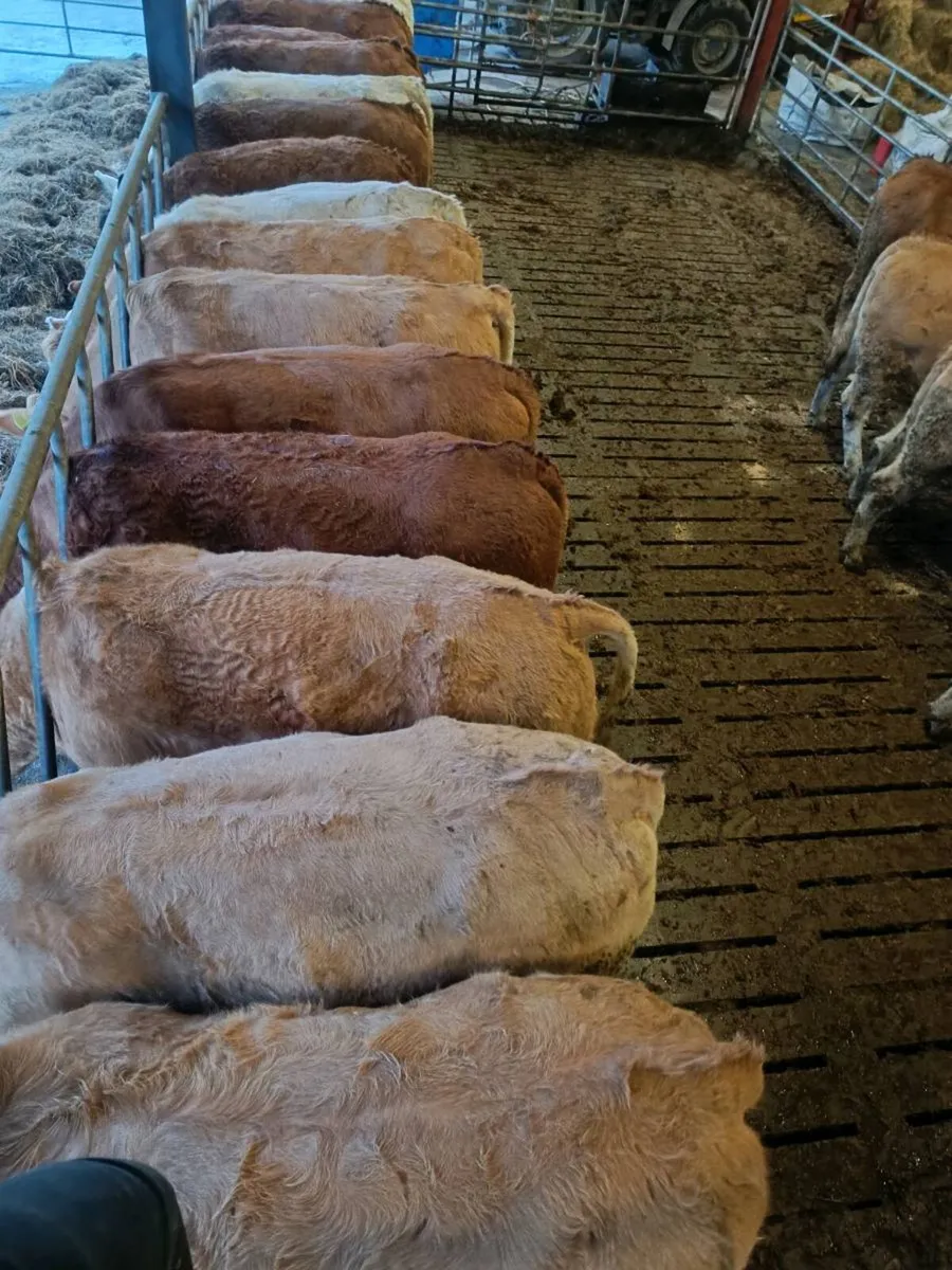 Heifers Charolais/limousin Heifers - Image 4