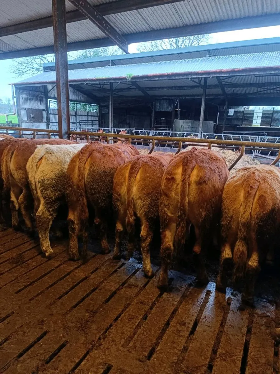 Heifers Charolais/limousin Heifers - Image 3