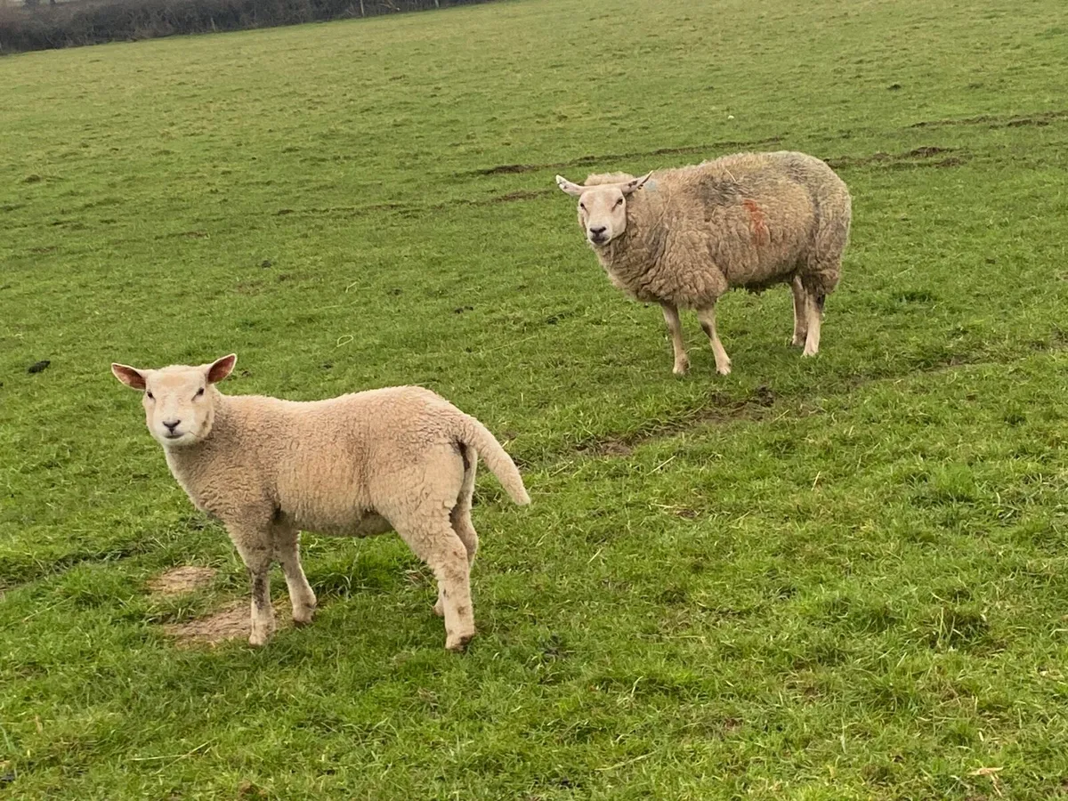 Ewes with big lambs at foot - Image 2