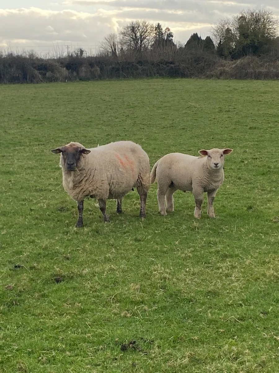 Ewes with big lambs at foot - Image 1