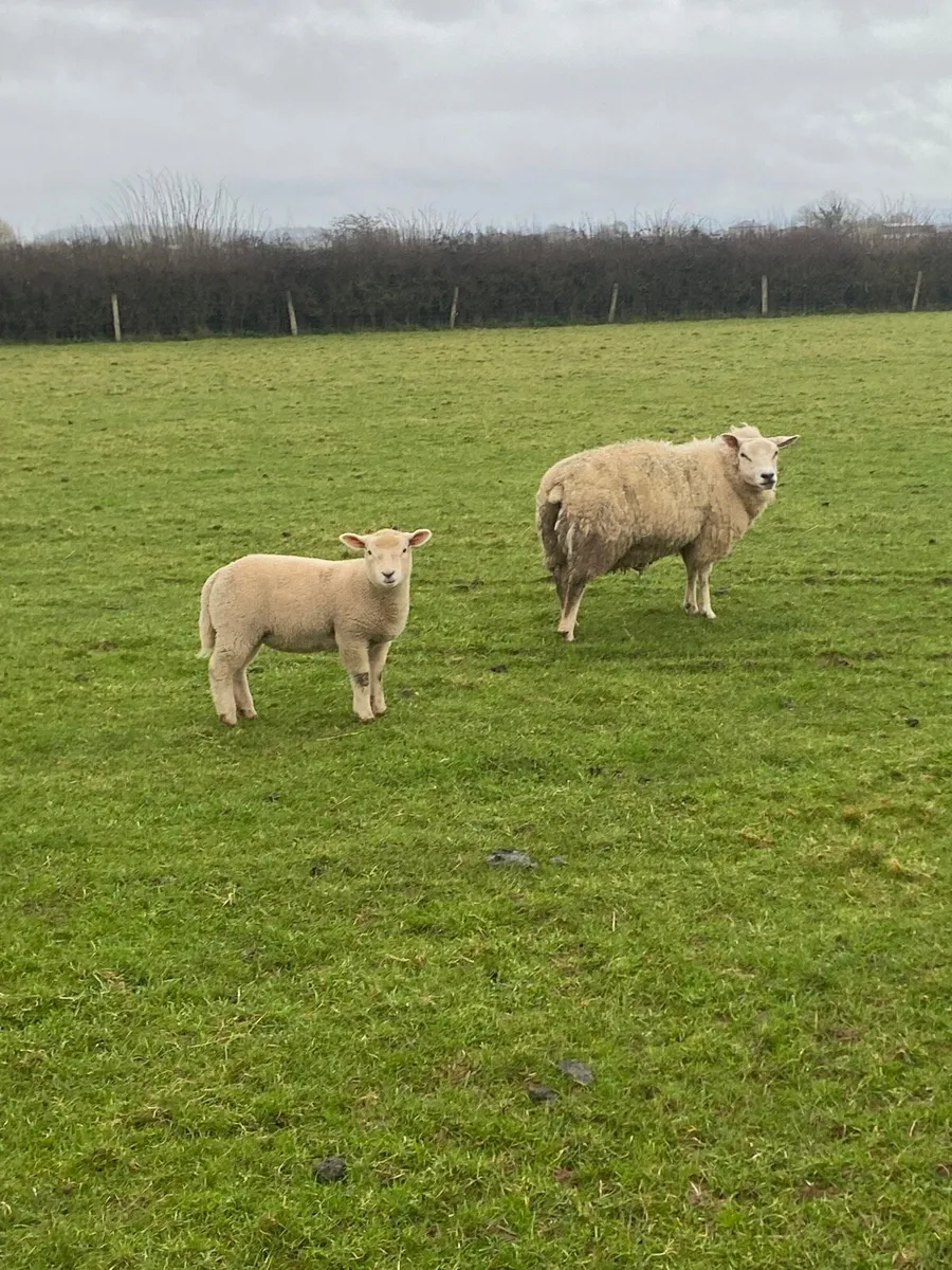 Ewes with big lambs at foot - Image 3