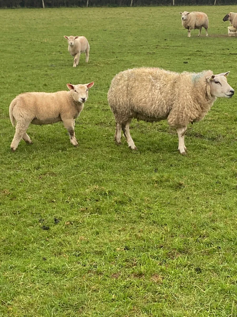 Ewes with big lambs at foot - Image 4