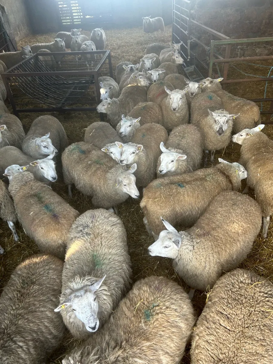 Quality hogget ewe lambs - Image 1