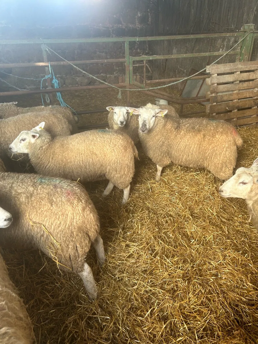 Quality hogget ewe lambs - Image 3