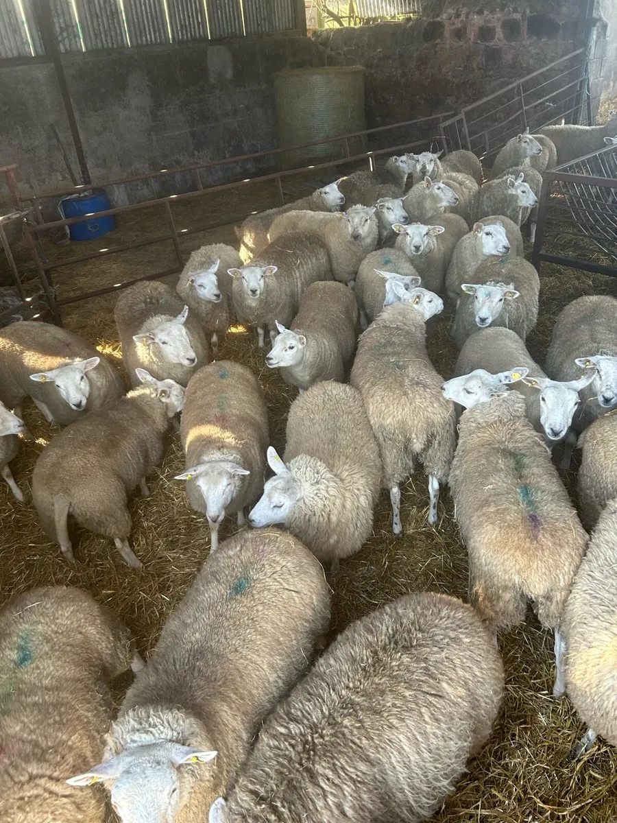 Quality hogget ewe lambs - Image 2
