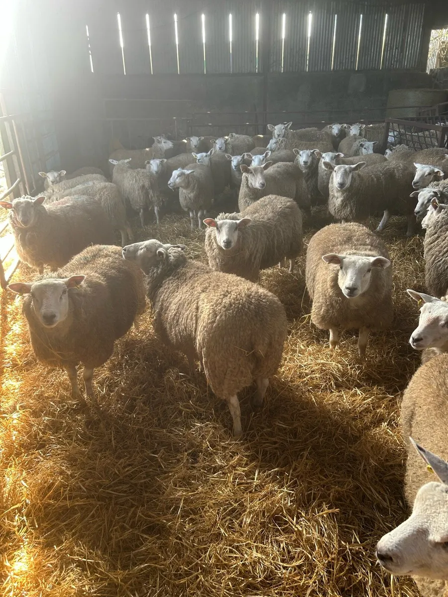 Quality hogget ewe lambs - Image 4