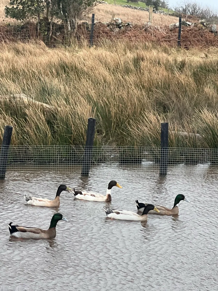 Indian runner ducks - Image 1