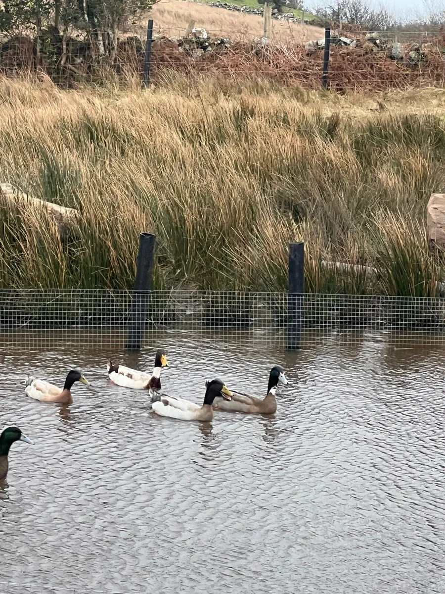 Indian runner ducks - Image 2