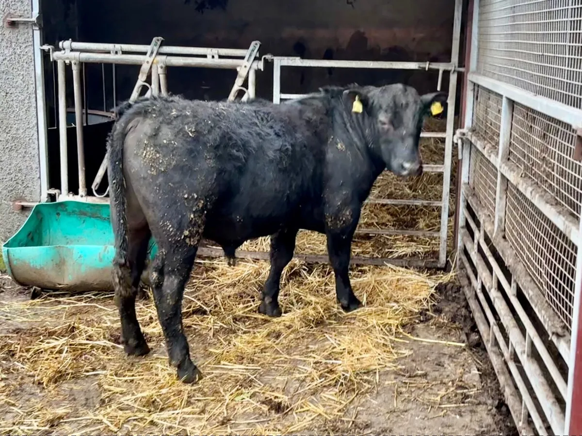 Angus Bulls - Image 3