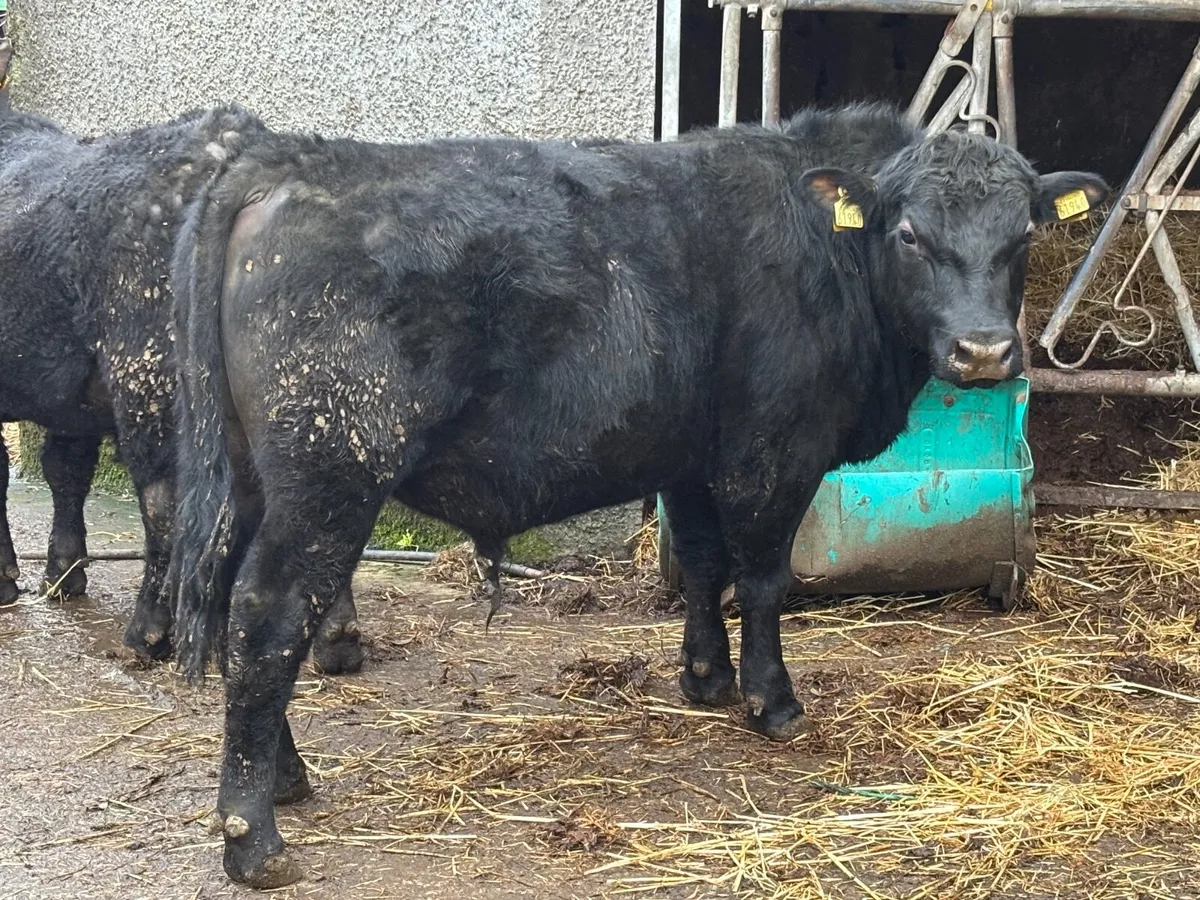 Angus Bulls - Image 1