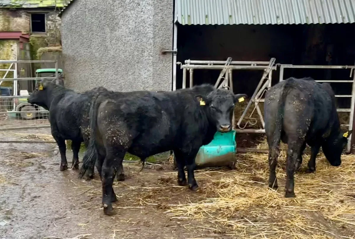 Angus Bulls - Image 2