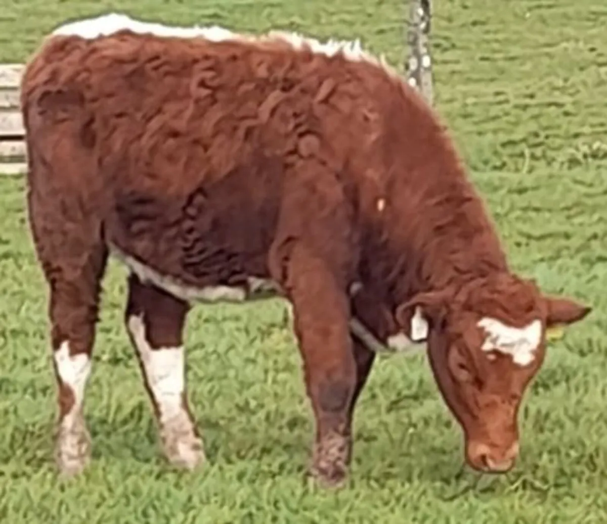 Irish moiled herifer and AI simmental springer - Image 2