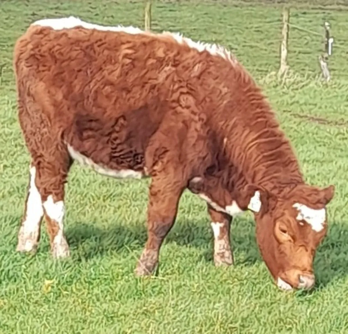 Irish moiled herifer and AI simmental springer - Image 1