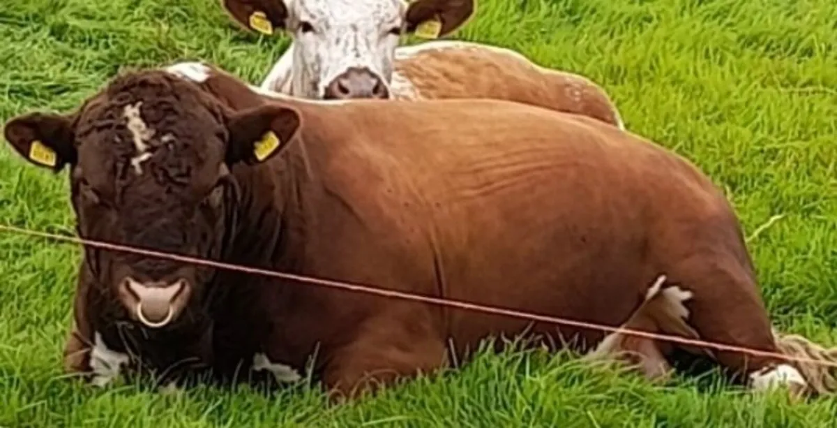 Irish moiled herifer and AI simmental springer - Image 4