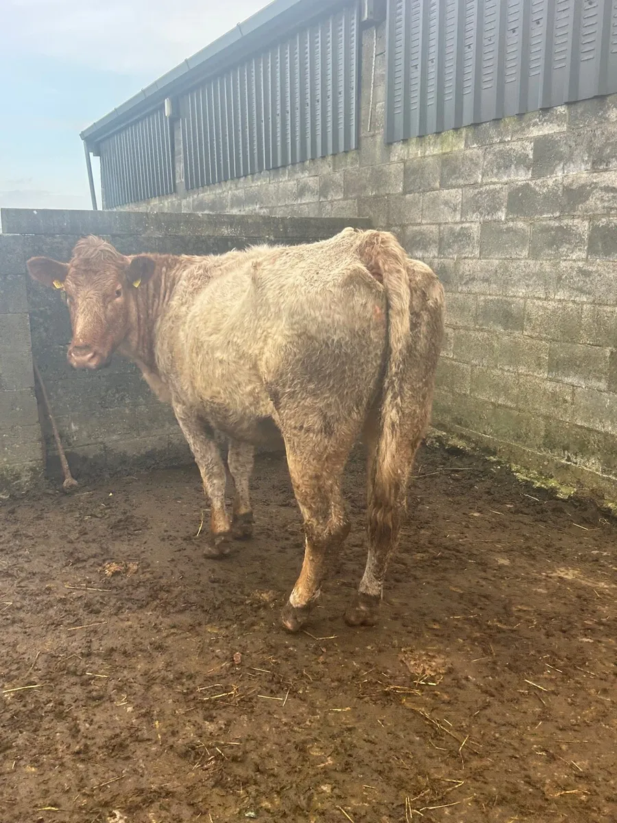 Serious Roan Lm Cow Due 24th March - Image 3