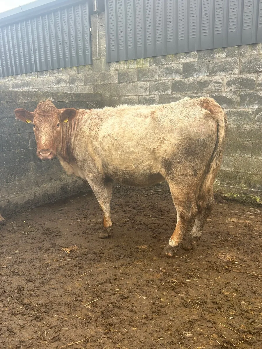 Serious Roan Lm Cow Due 24th March - Image 1