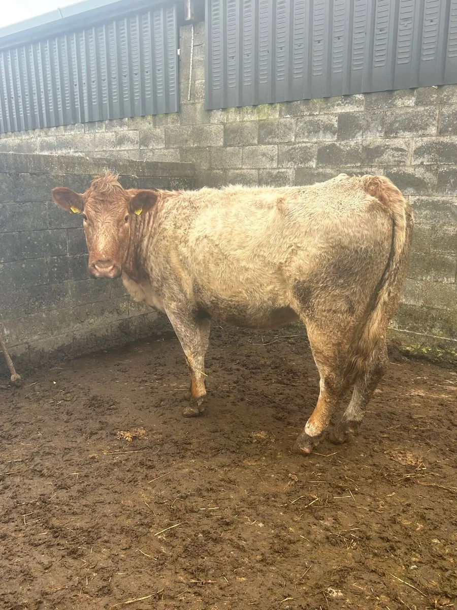 Serious Roan Lm Cow Due 24th March - Image 2