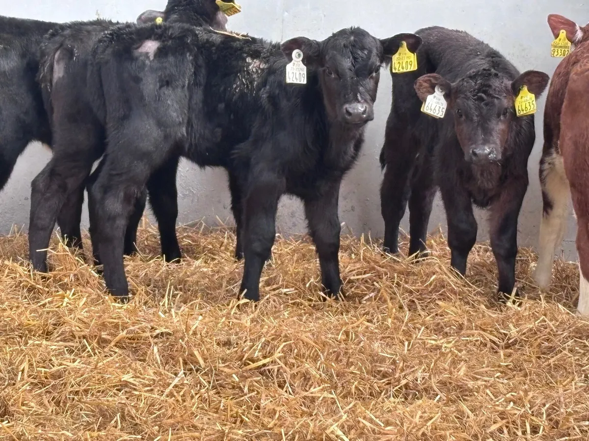 5 ABERDEEN ANGUS heifer calves for sale - Image 2