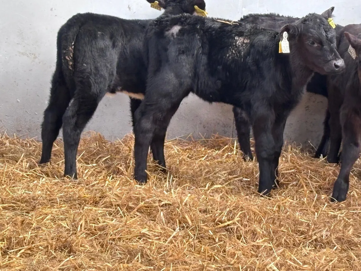 5 ABERDEEN ANGUS heifer calves for sale - Image 3