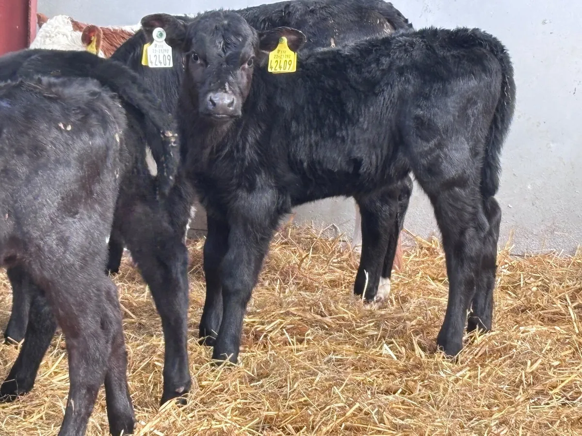 5 ABERDEEN ANGUS heifer calves for sale - Image 1
