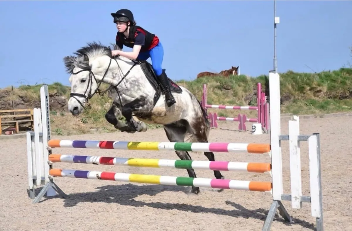 10 year old gelding 14’2 - Image 2