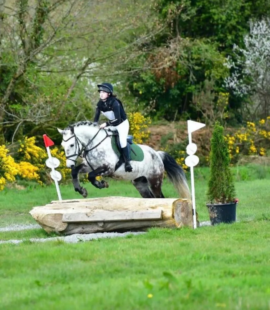 10 year old gelding 14’2 - Image 3