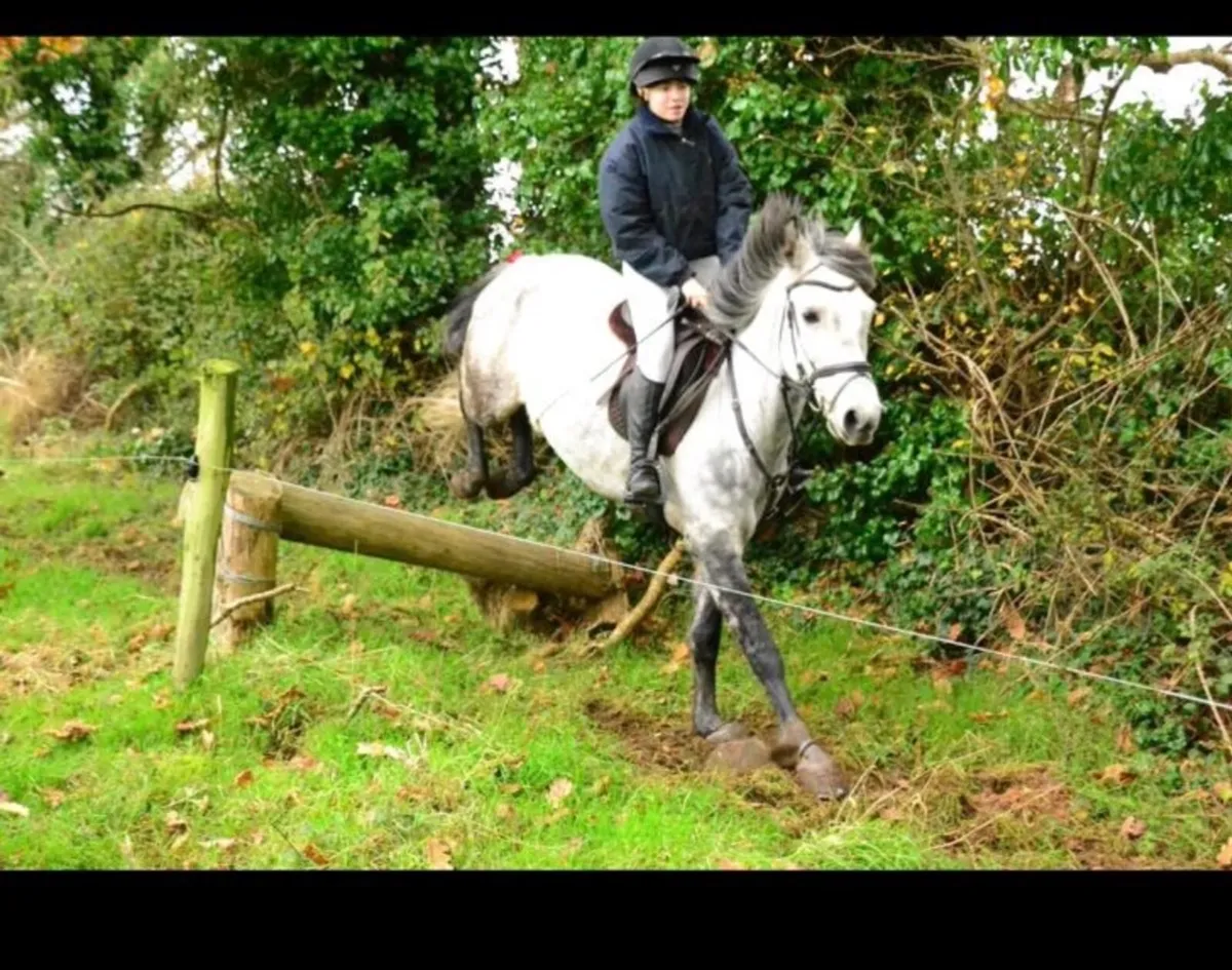 10 year old gelding 14’2 - Image 4