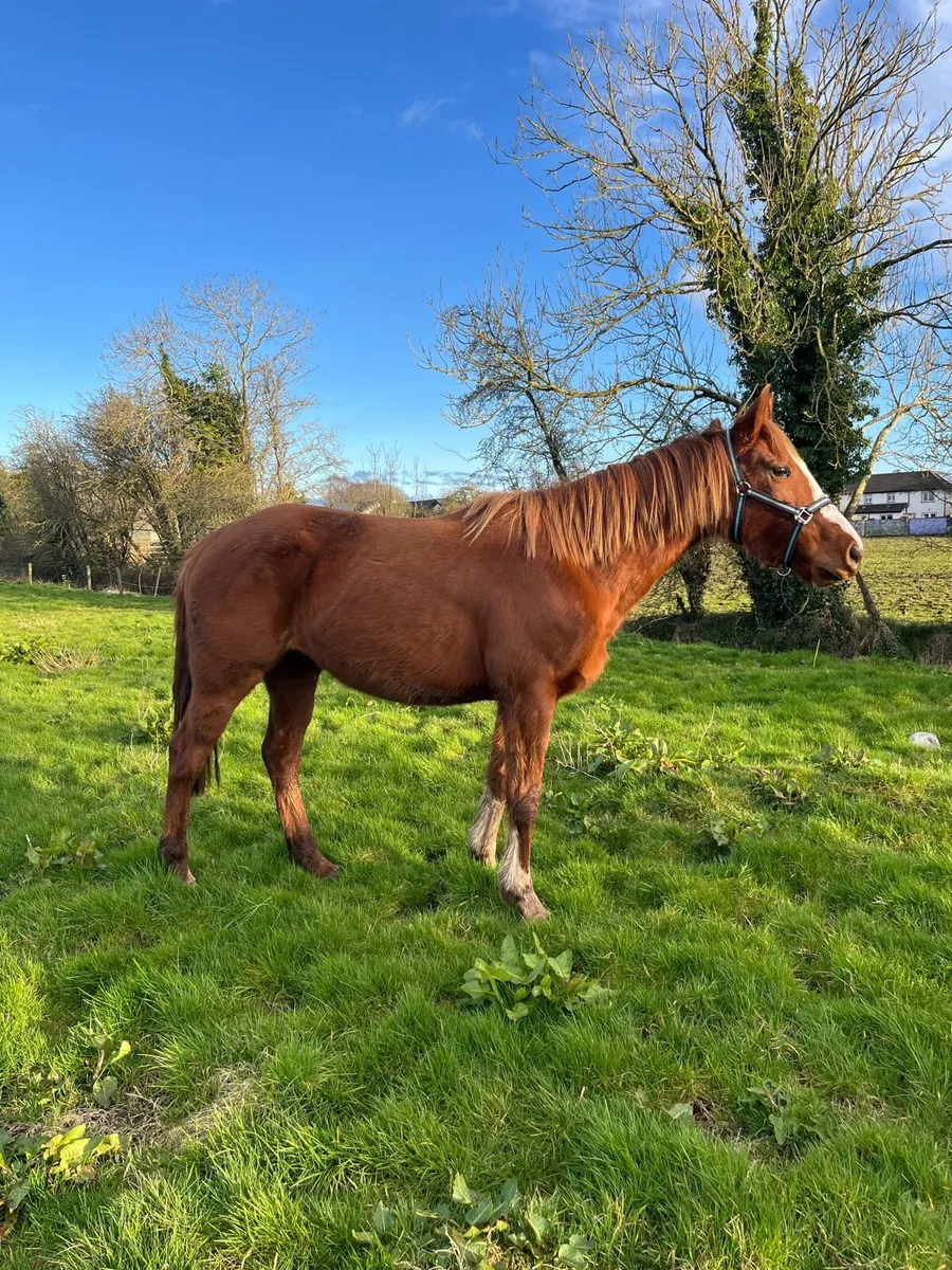 5 year old traditional irish mare - Image 1