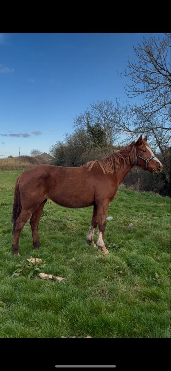 5 year old traditional irish mare - Image 2