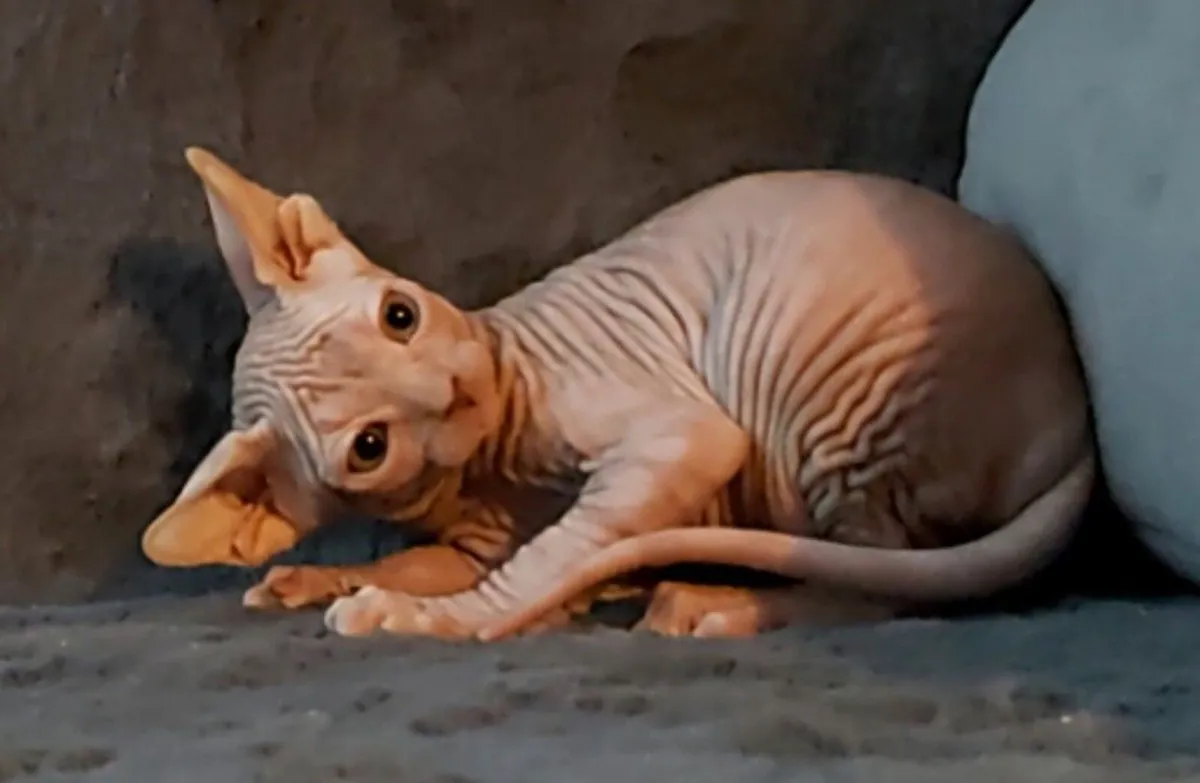 Sphynx Sphinx kittens (can deliver) - Image 1