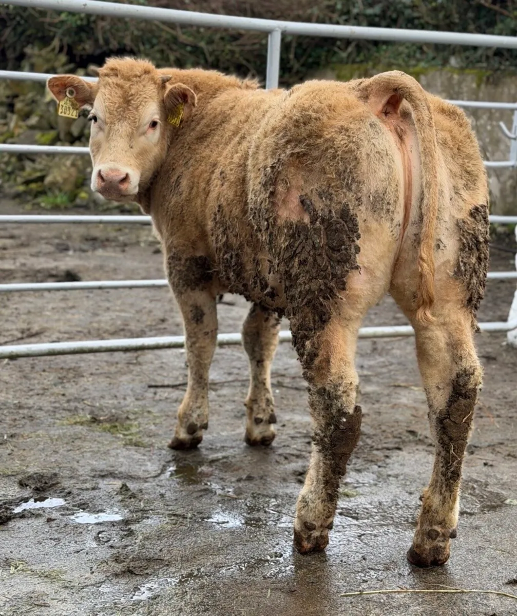 ⭐️⚜️Show 5⭐️Charlois Heifer⚜️⭐️ - Image 2