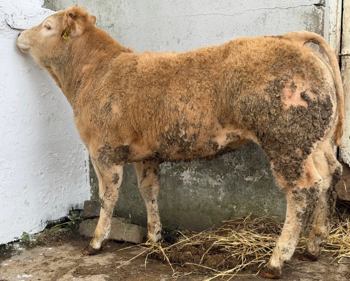 ⭐️⚜️Show 5⭐️Charlois Heifer⚜️⭐️ - Image 3