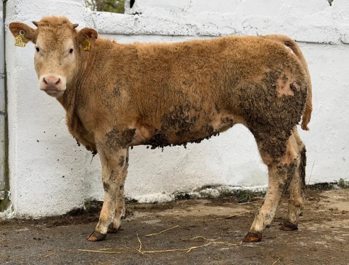 ⭐️⚜️Show 5⭐️Charlois Heifer⚜️⭐️ - Image 4