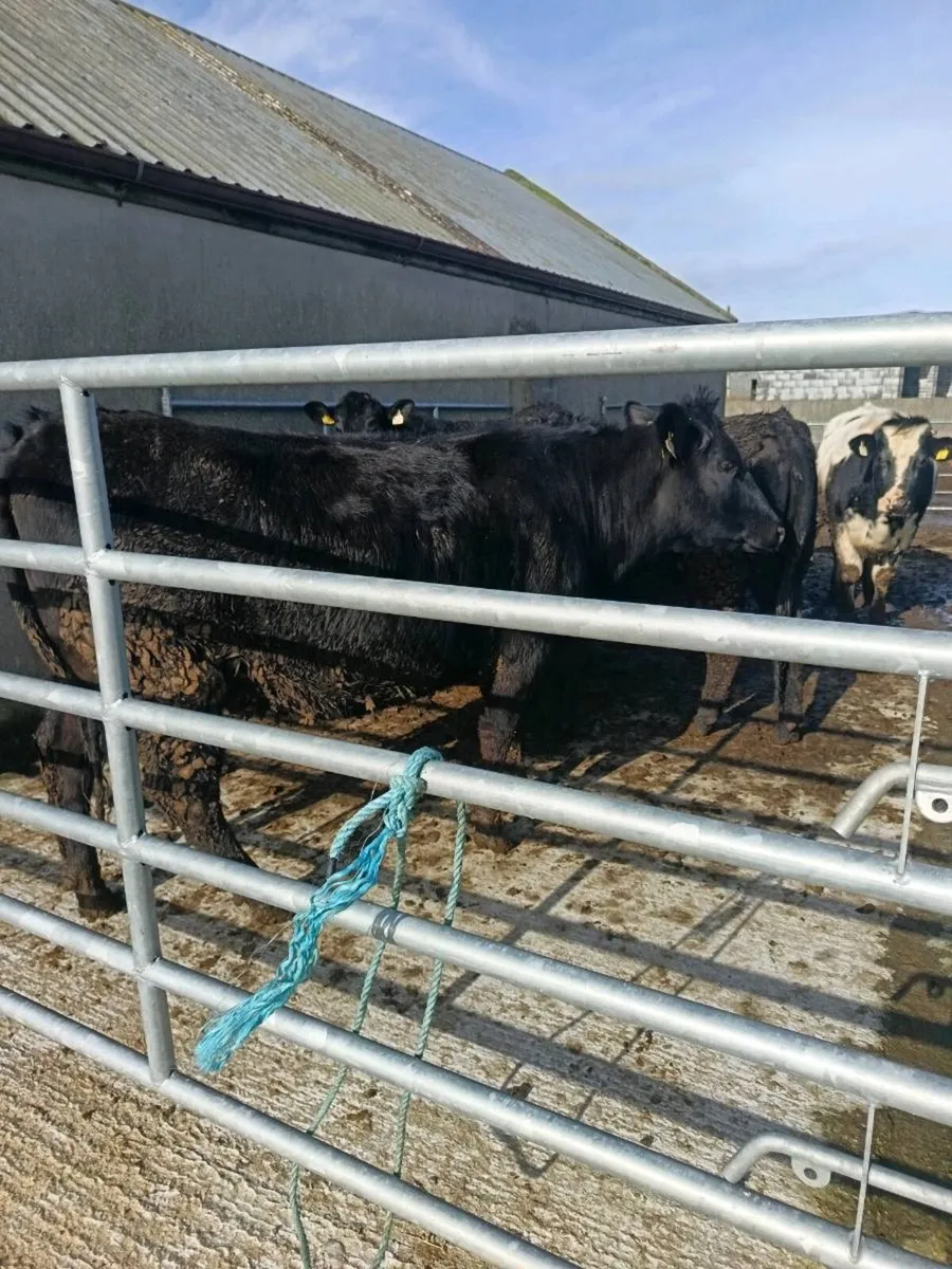 6 in-calf heifers - Image 2