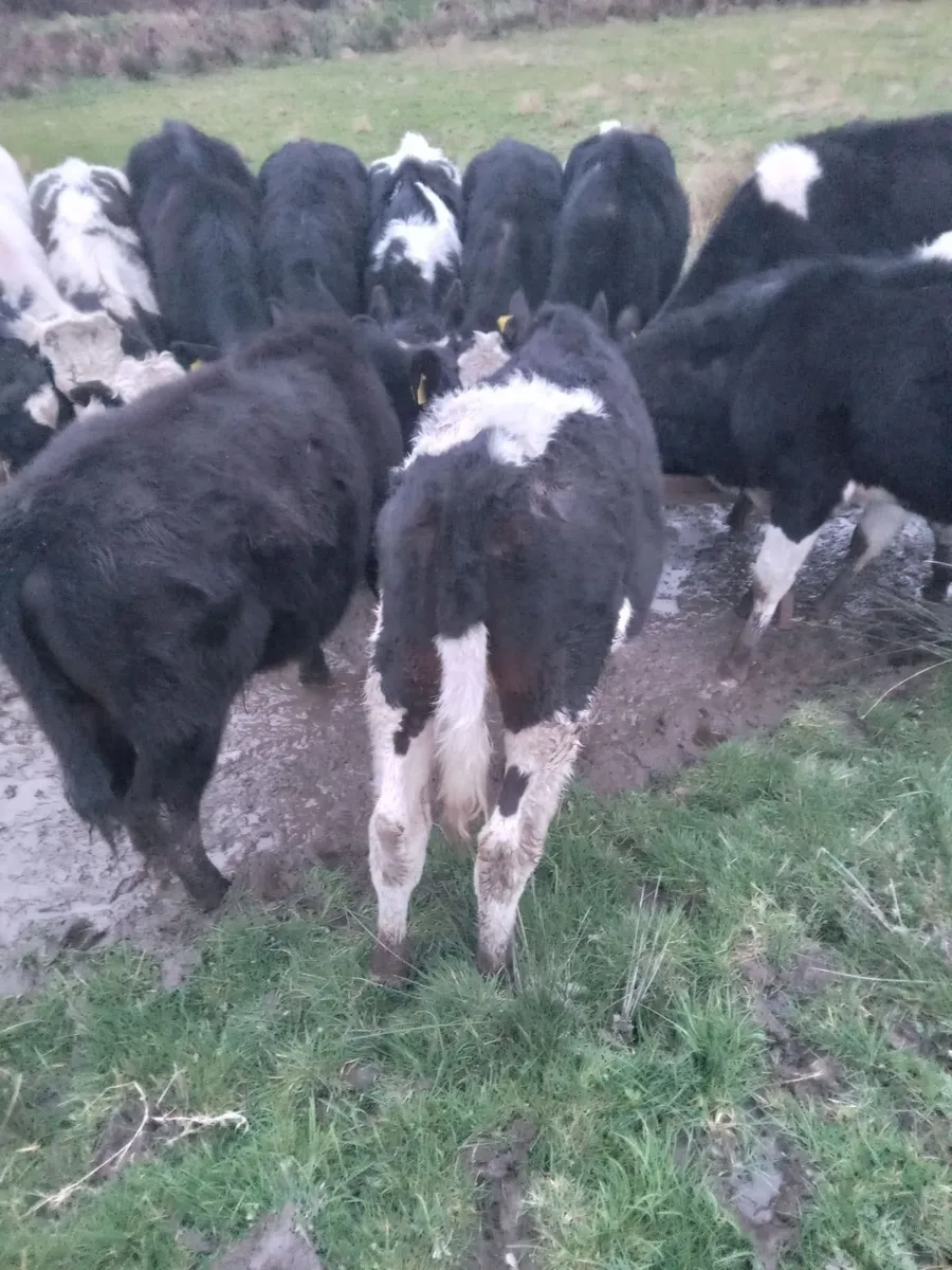10 out wintered friesian - Image 2