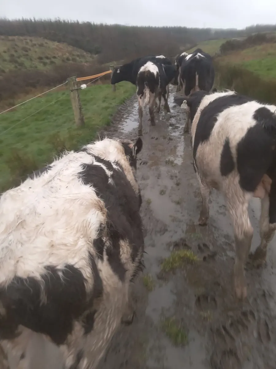 10 out wintered friesian - Image 1