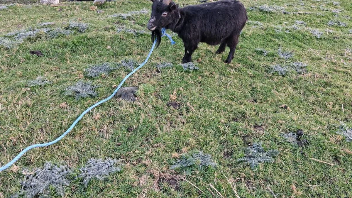 Female Goat - Image 2