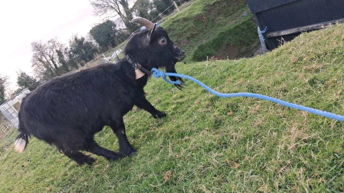 Female Goat - Image 1