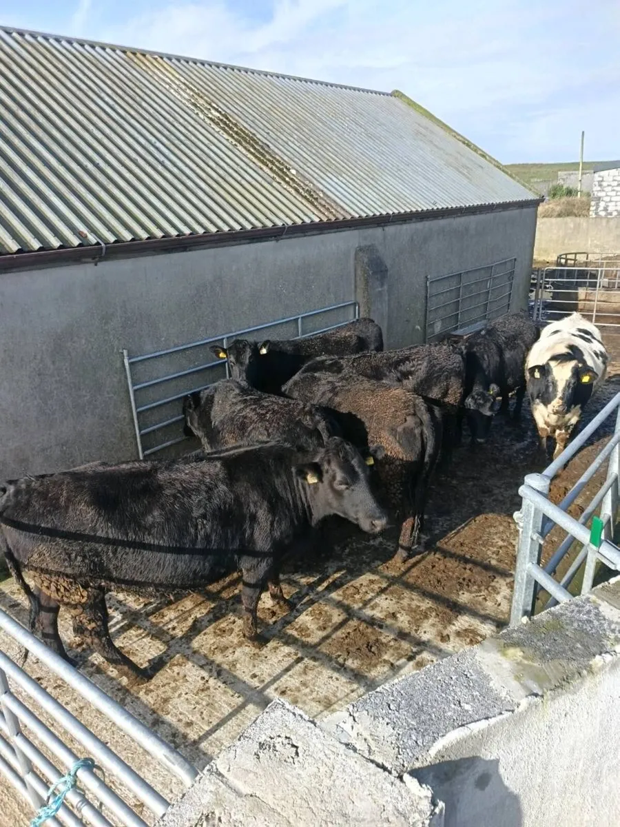 6 in-calf heifers - Image 1
