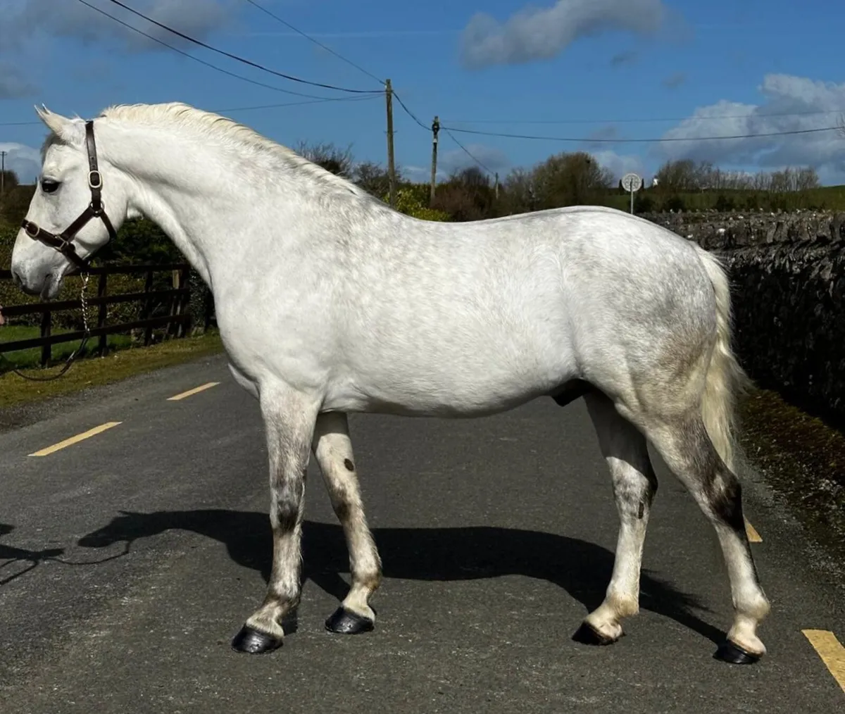 Connemara stallion at stud
