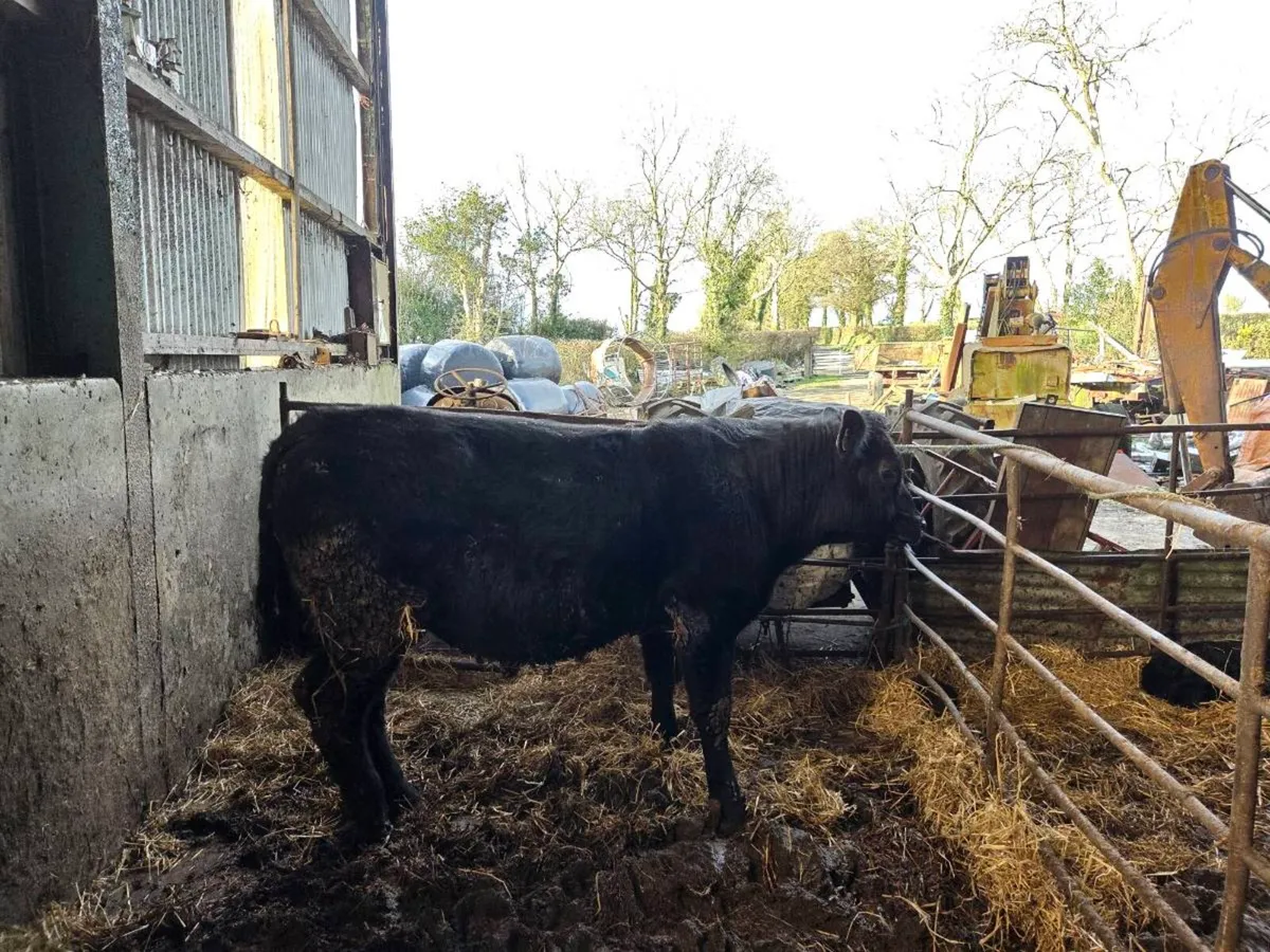 Aberdeen Angus bull - Image 1