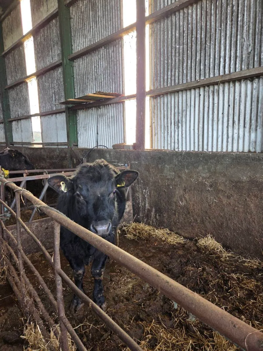 Aberdeen Angus bull - Image 2