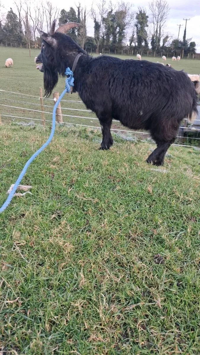 Female Goat - Image 3