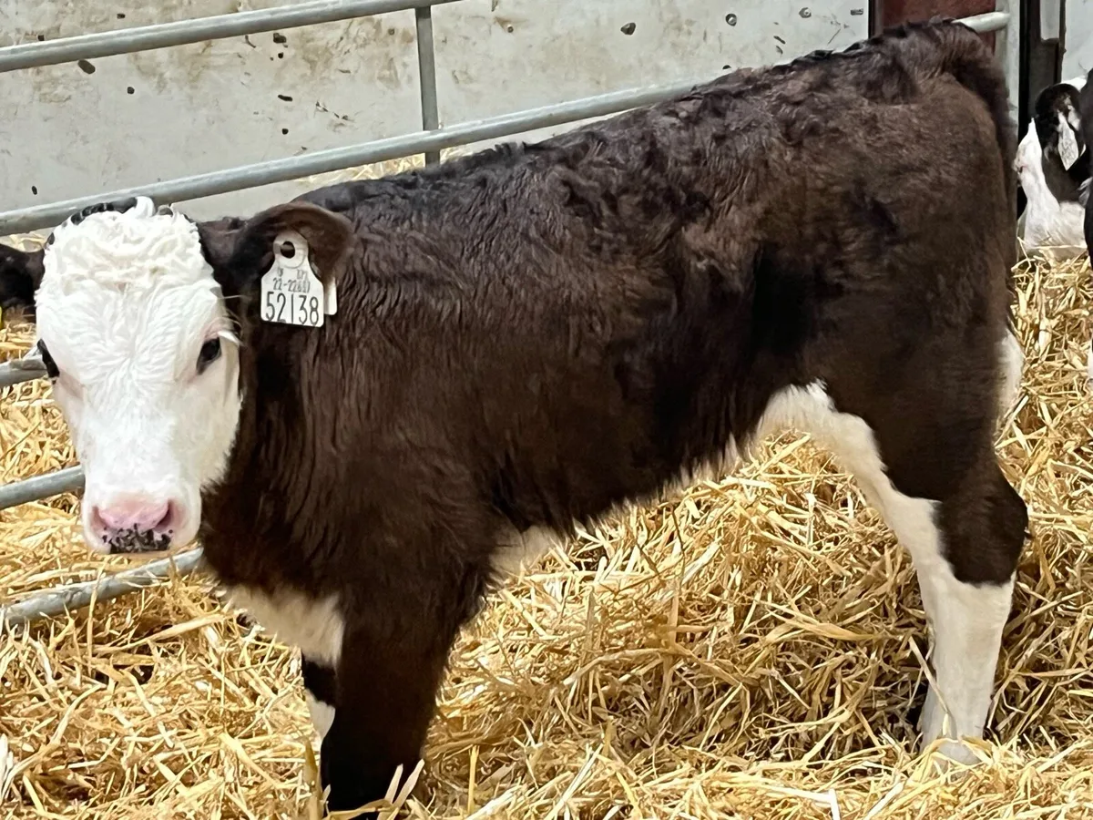 Real Proper AA & HE Heifer Calves - Image 2