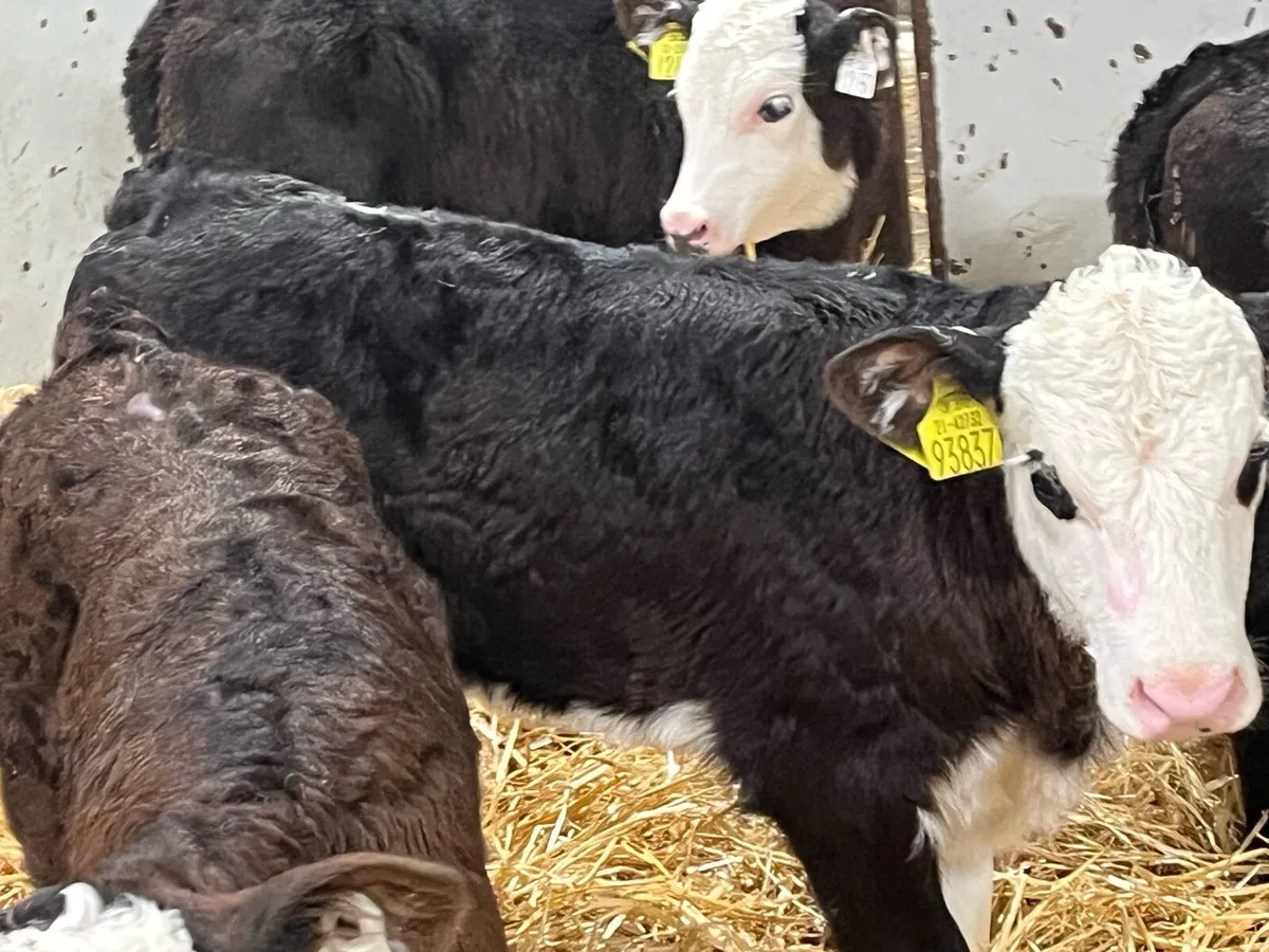 Real Proper AA & HE Heifer Calves - Image 3