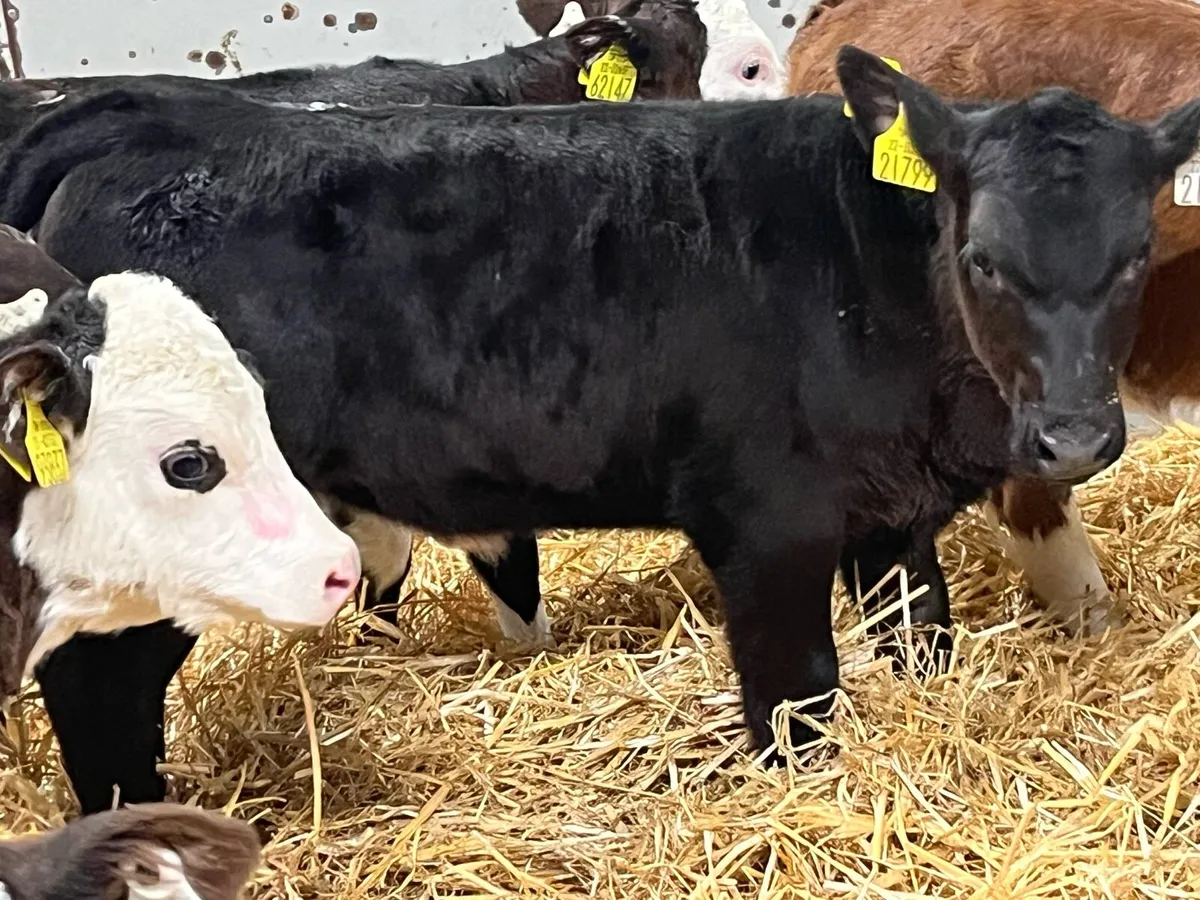 Real Proper AA & HE Heifer Calves - Image 4