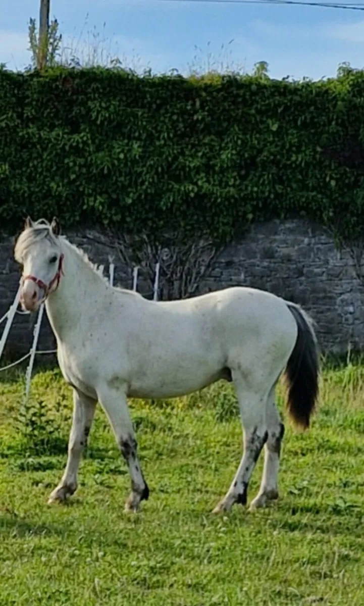 Welsh pony cross cremello - Image 1