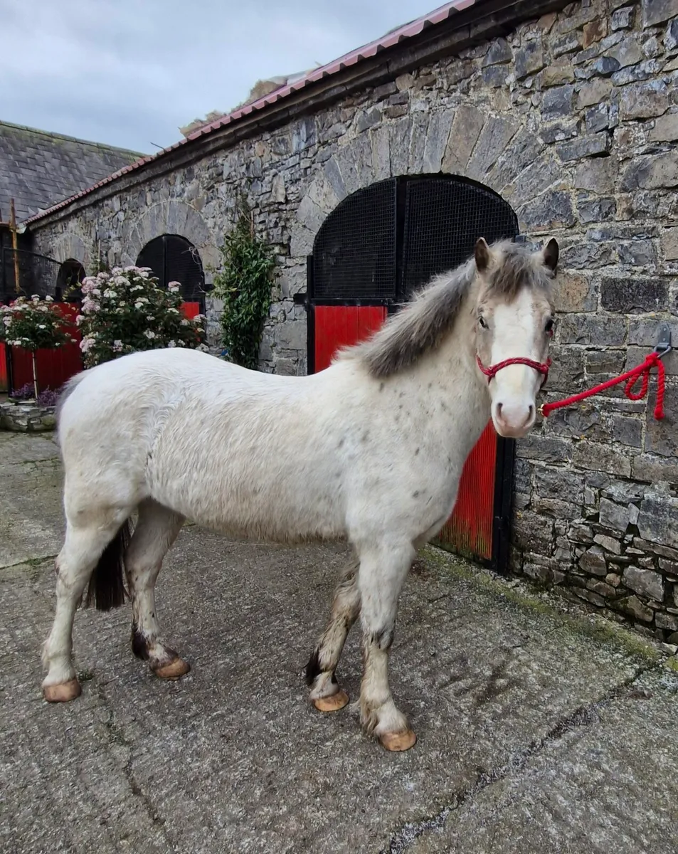 Welsh pony cross cremello - Image 2