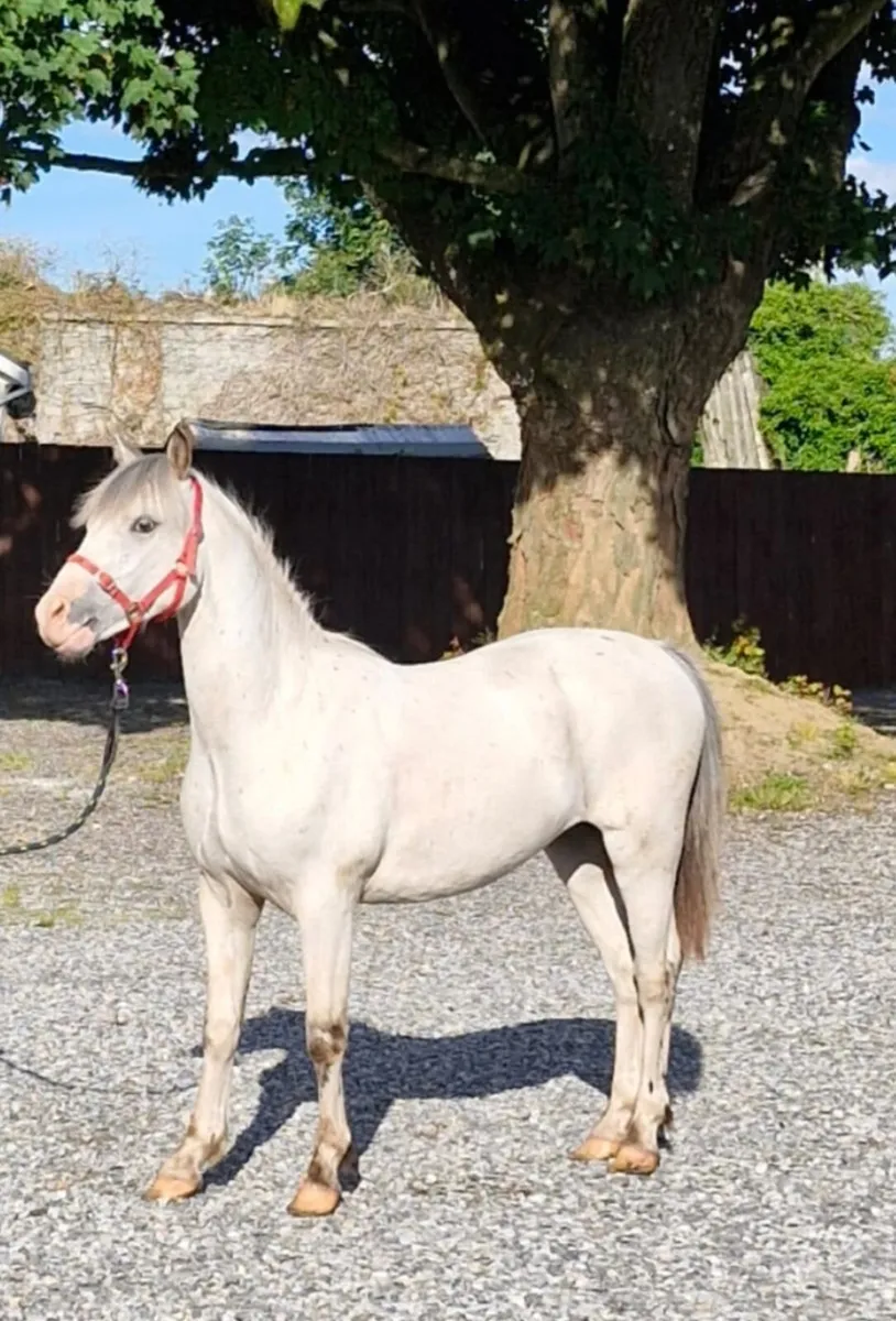 Welsh pony cross cremello - Image 3